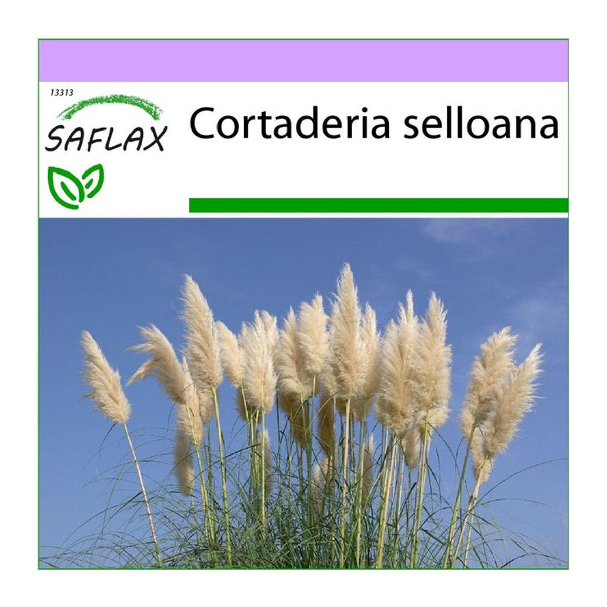 SAFLAX Amerikanisches Pampasgras Cortaderia selloana 200 Samen - Bild 1