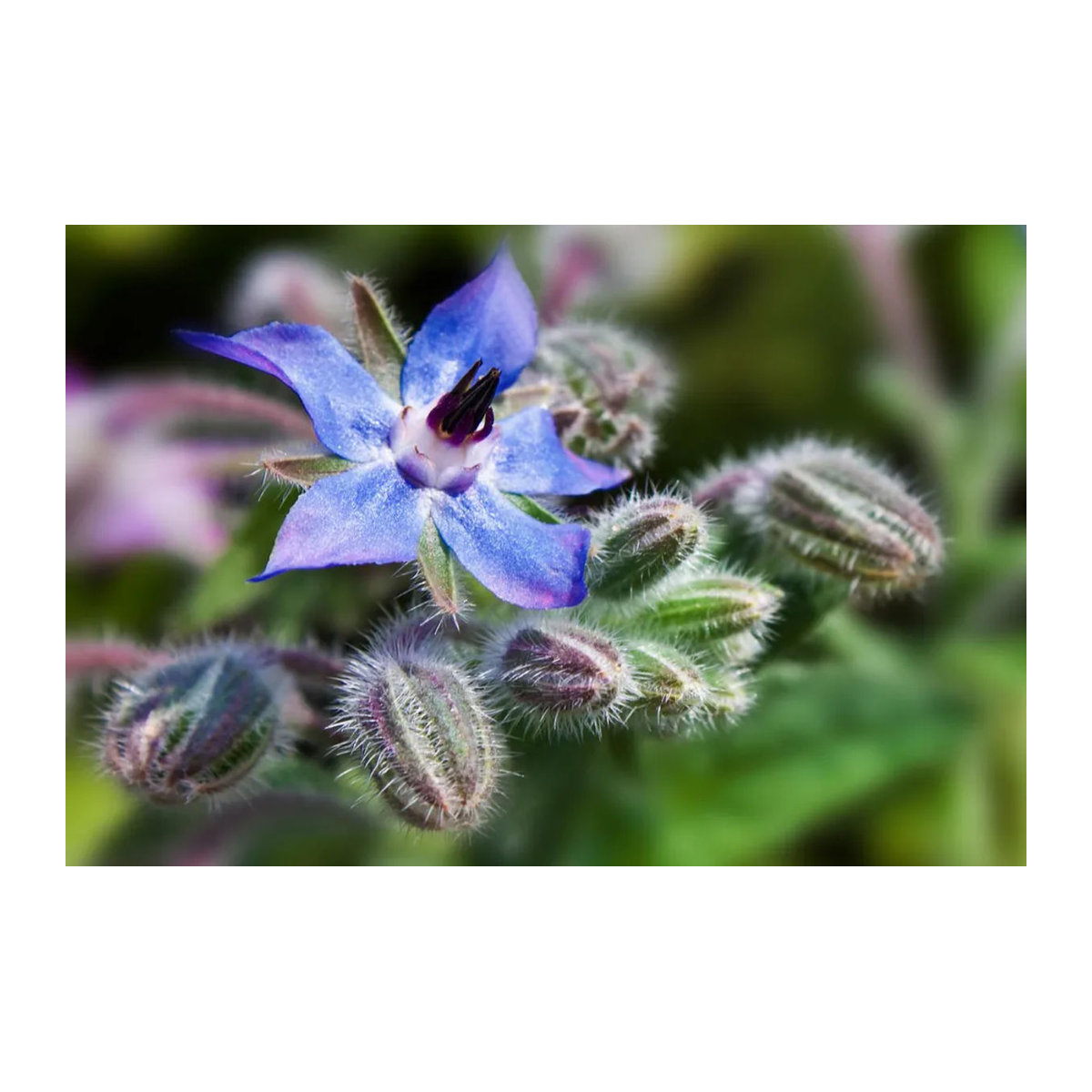 SAFLAX Bio Borretsch Borago officinalis 40 Samen - Bild 3