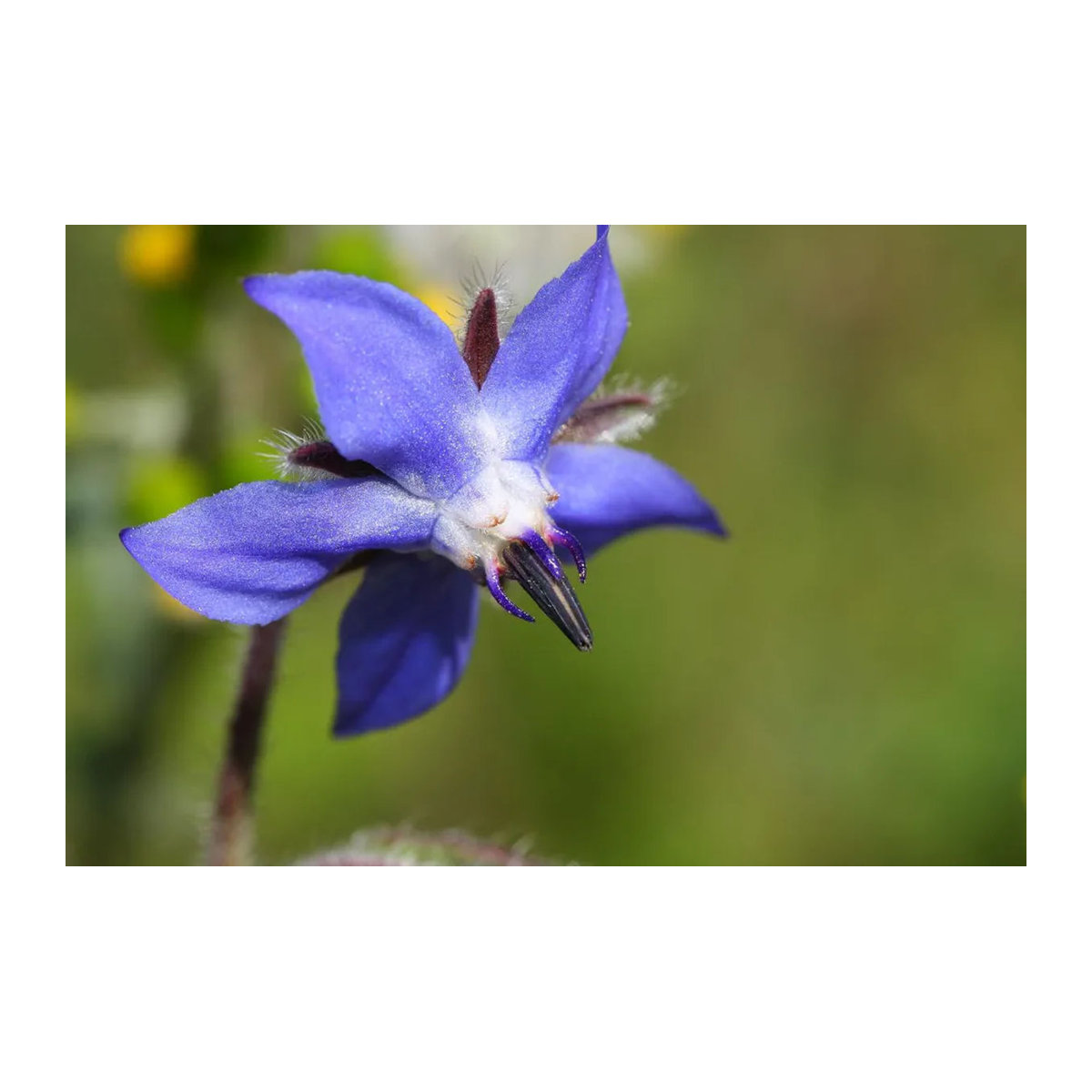 SAFLAX Bio Borretsch Borago officinalis 40 Samen - Bild 5