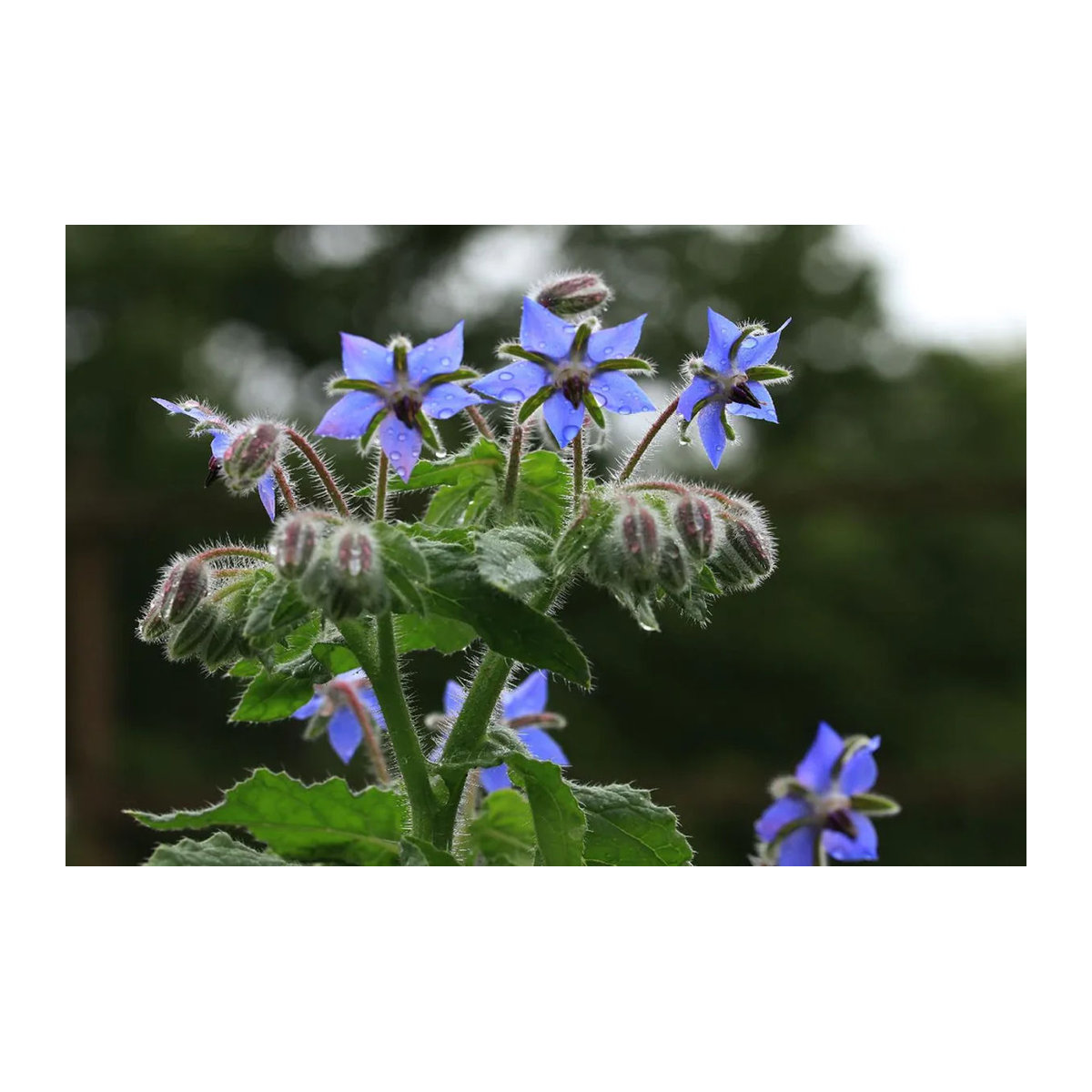SAFLAX Bio Borretsch Borago officinalis 40 Samen - Bild 6