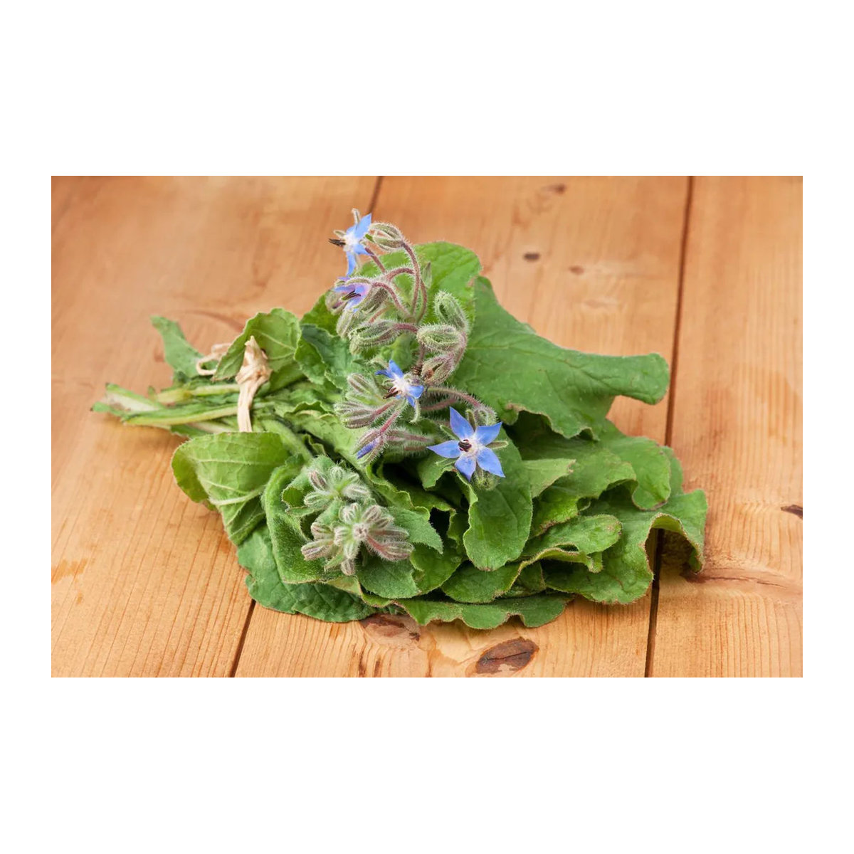 SAFLAX Bio Borretsch Borago officinalis 40 Samen - Bild 7