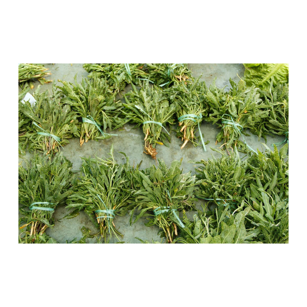 SAFLAX Bio Geschenkset Wilder Rucola Diplotaxis tenuifolia mit 1500 Samen, Geschenkbox, Karte, Etikett und Topfsubstrat - Bild 4
