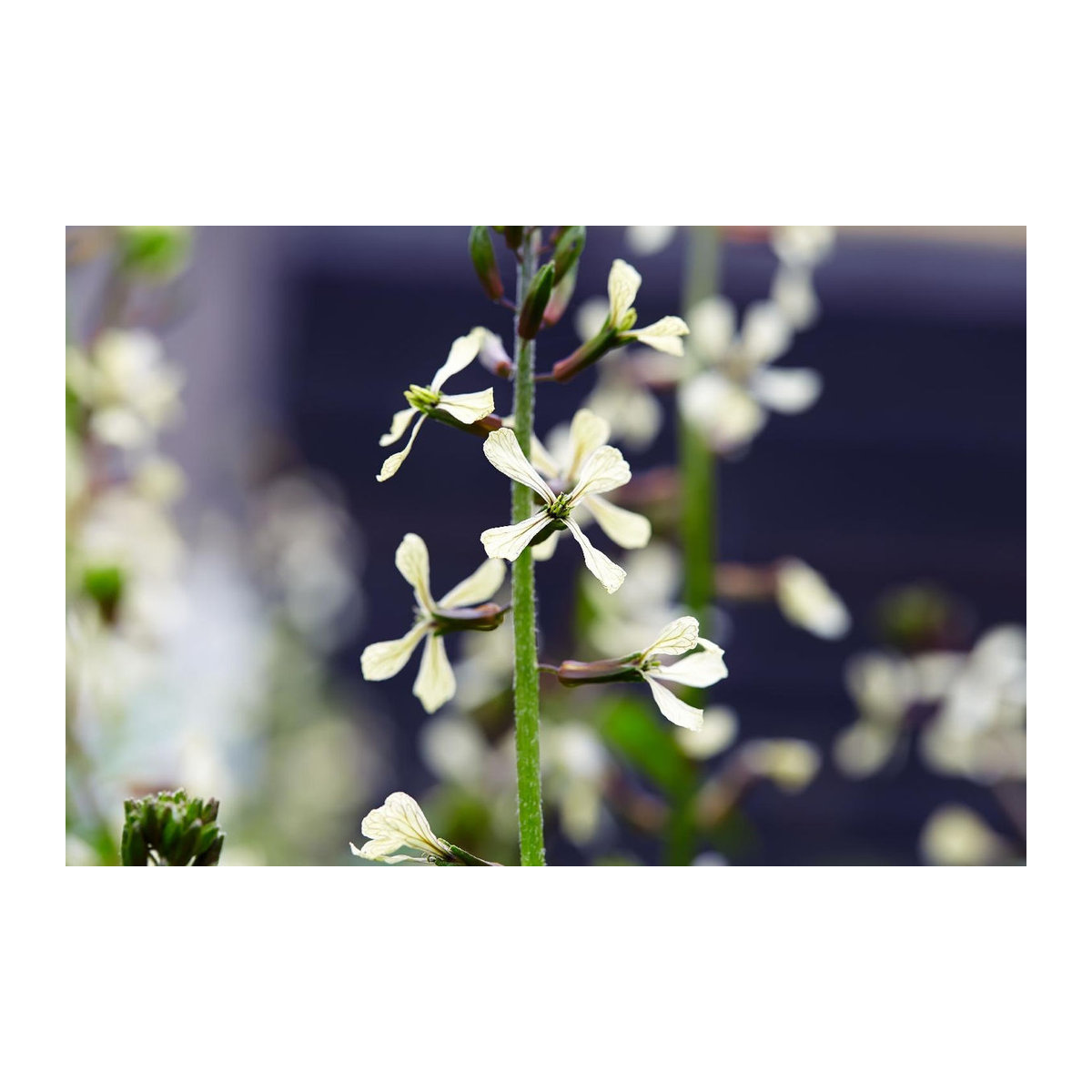 SAFLAX Bio Geschenkset Wilder Rucola Diplotaxis tenuifolia mit 1500 Samen, Geschenkbox, Karte, Etikett und Topfsubstrat - Bild 5