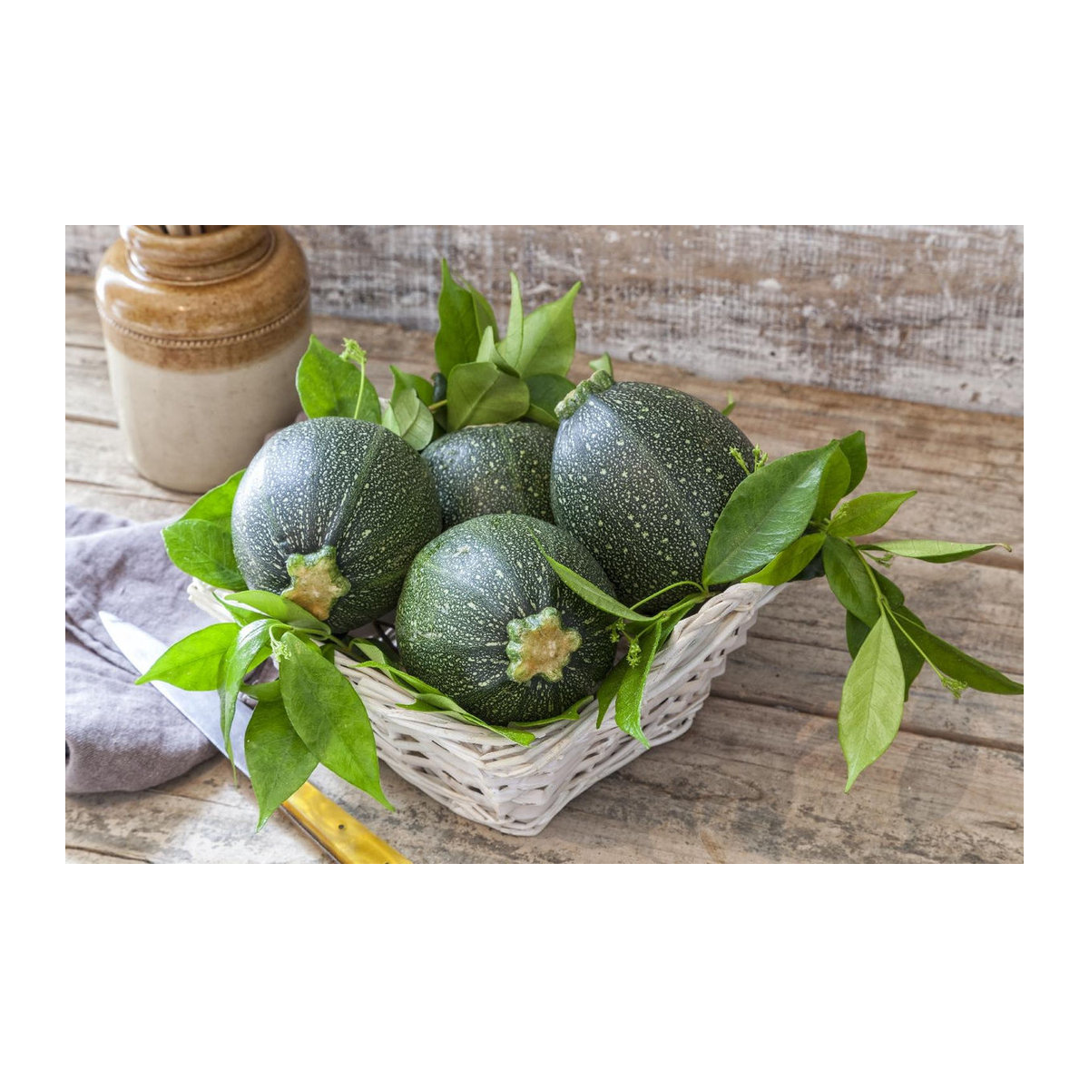 SAFLAX Biologisches Courgette Tondo di Nizza Saatgut Set mit Substrat und passendem Pflanzbeutel (5 Samen) - Bild 3