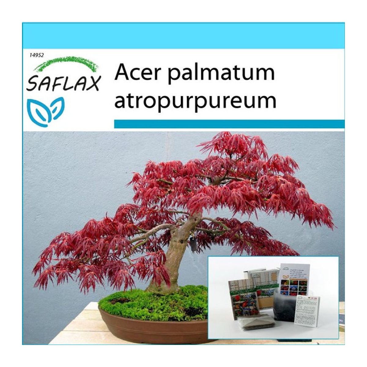 SAFLAX Bonsai Geschenkset Roter Japanischer Ahorn Acer palmatum mit 20 Samen, Karte, Etikett und Substrat - Bild 1