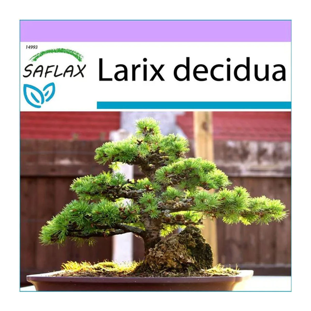 SAFLAX Bonsai Samen Europäische Lärche Larix decidua 75 Stück - Bild 1