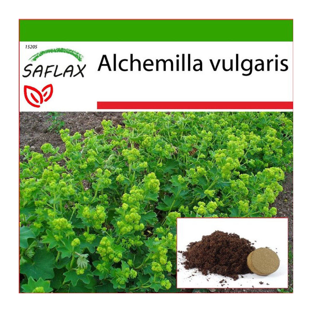 SAFLAX Frauenmantel Alchemilla vulgaris Samen mit Topfsubstrat zur Anzucht (100 Stück) - Bild 1