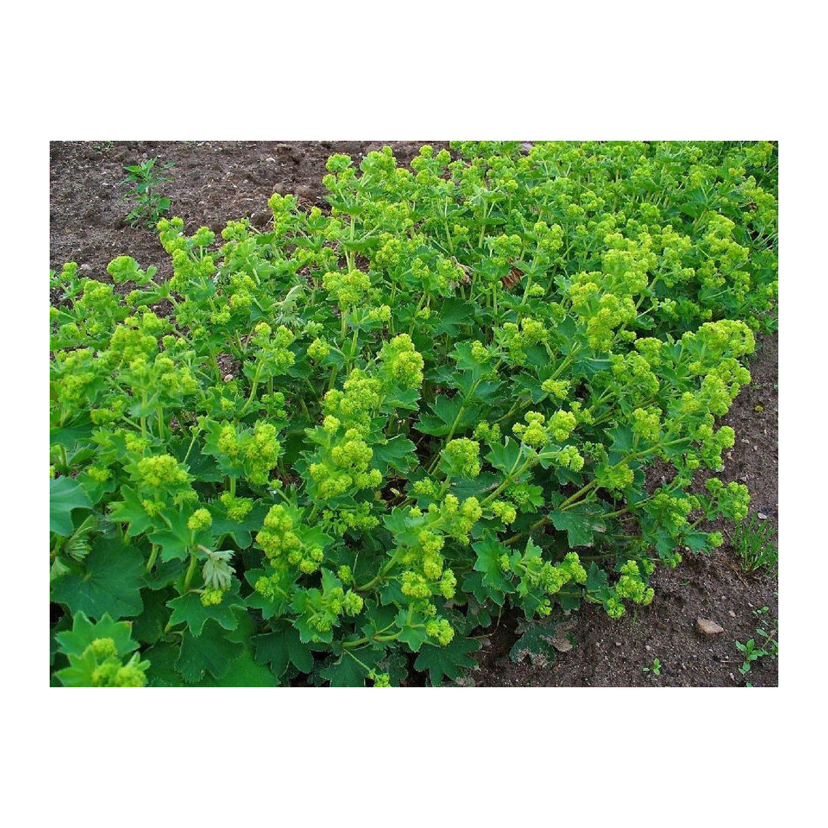SAFLAX Frauenmantel Alchemilla vulgaris Samen mit Topfsubstrat zur Anzucht (100 Stück) - Bild 3