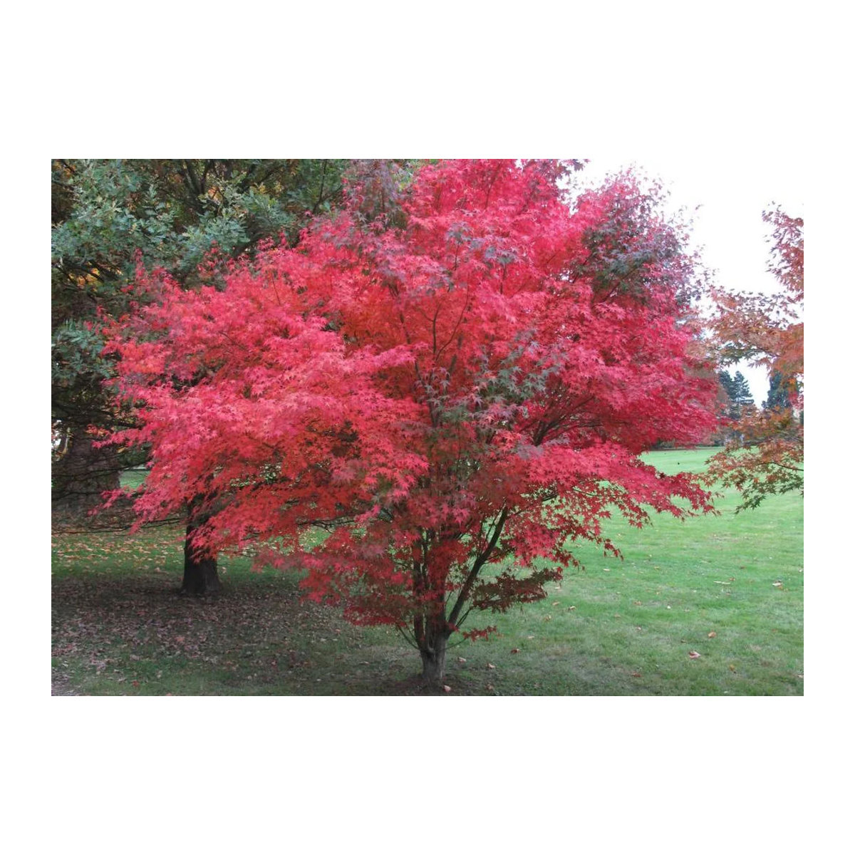 SAFLAX Garden in the Bag Rote Japanische Esdoorn Acer palmatum mit Substrat im passenden Beutel (20 Samen) - Bild 2