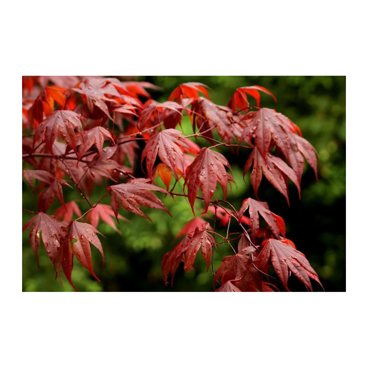 SAFLAX Garden in the Bag Rote Japanische Esdoorn Acer palmatum mit Substrat im passenden Beutel (20 Samen) - Bild 3