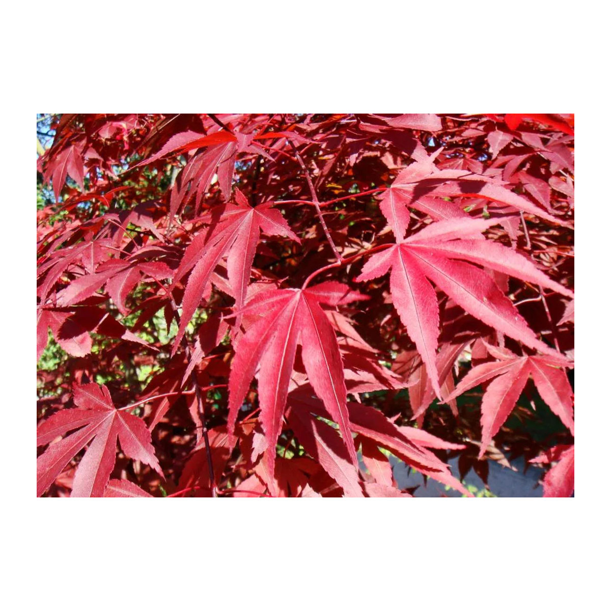 SAFLAX Garden in the Bag Rote Japanische Esdoorn Acer palmatum mit Substrat im passenden Beutel (20 Samen) - Bild 5