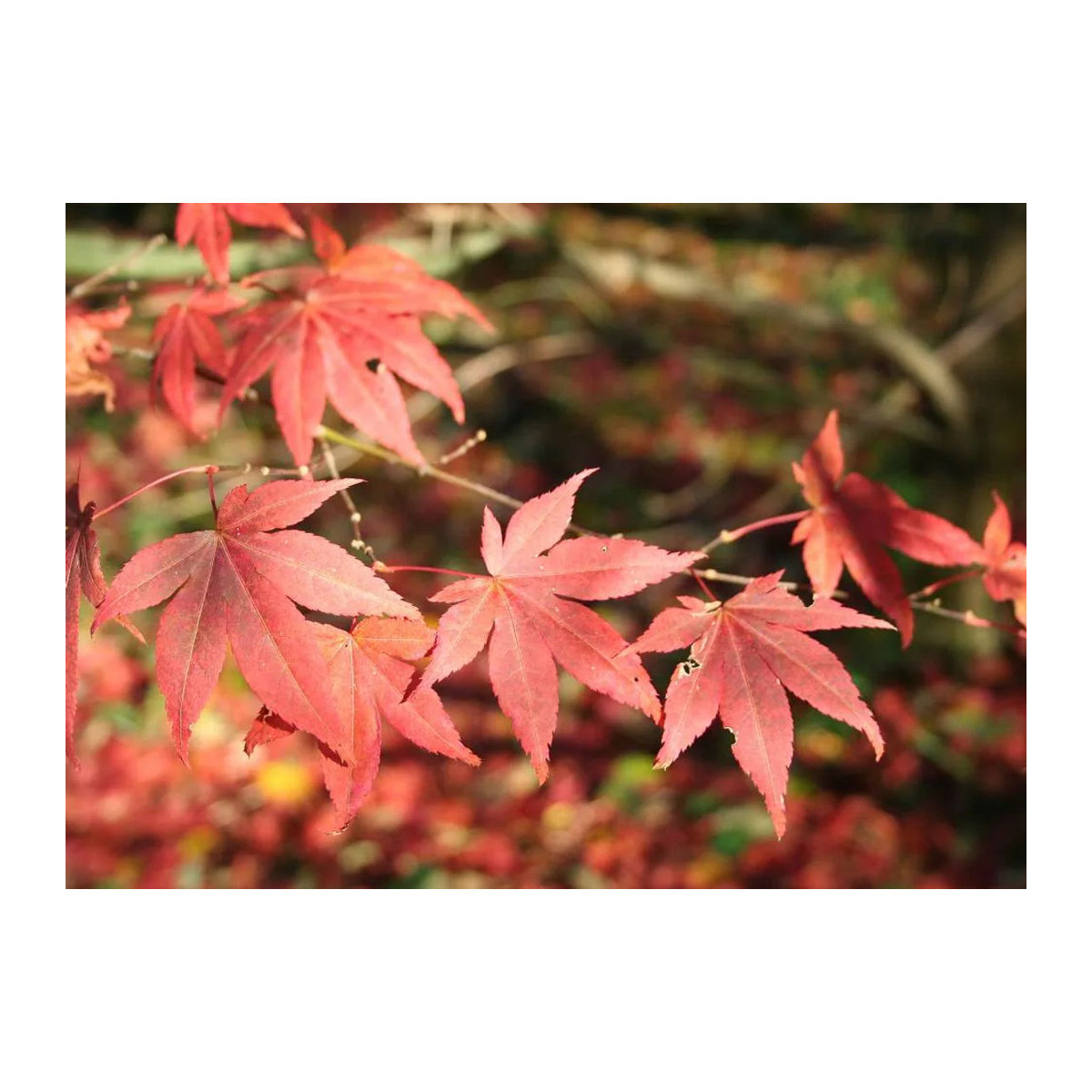 SAFLAX Garden in the Bag Rote Japanische Esdoorn Acer palmatum mit Substrat im passenden Beutel (20 Samen) - Bild 6