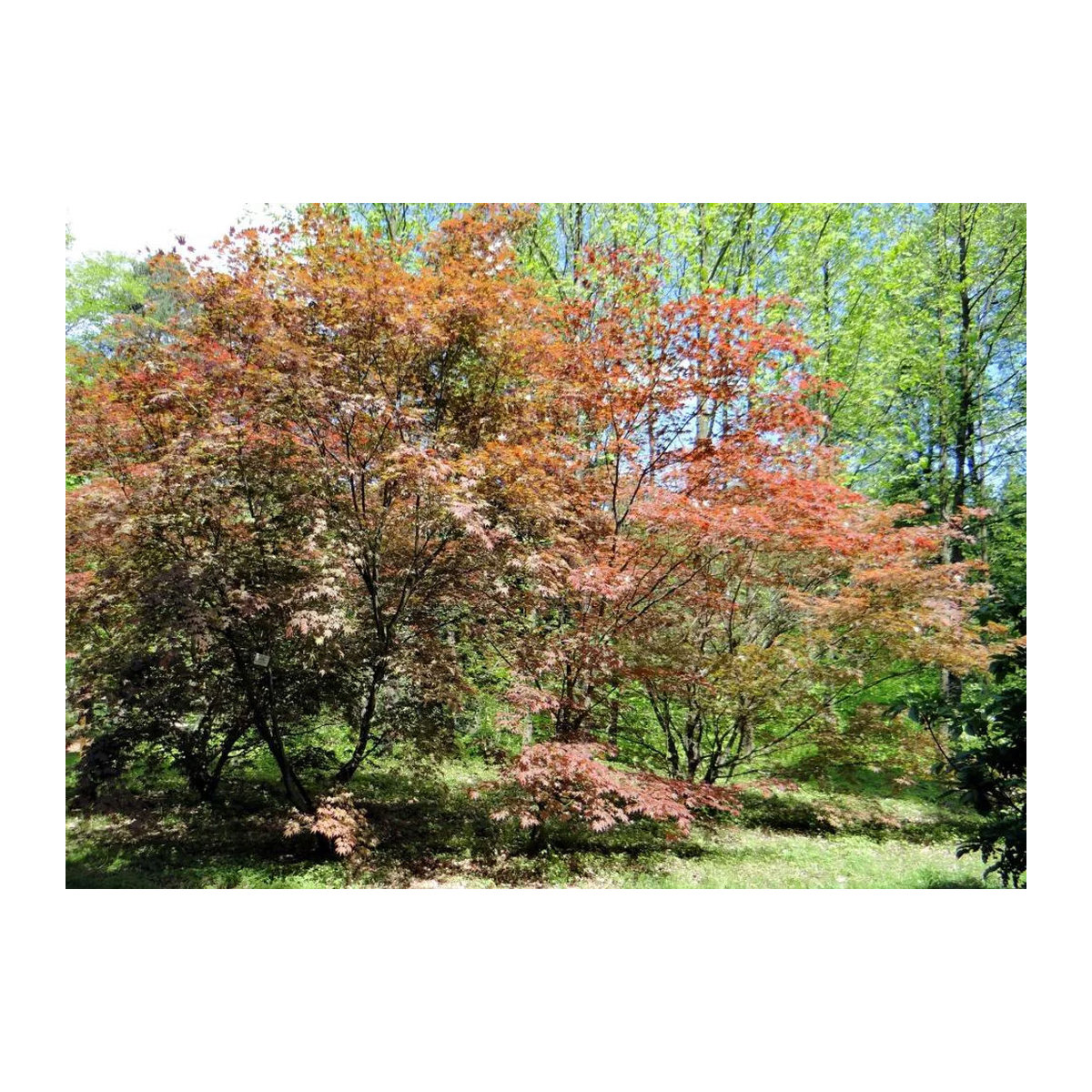 SAFLAX Garden in the Bag Rote Japanische Esdoorn Acer palmatum mit Substrat im passenden Beutel (20 Samen) - Bild 7