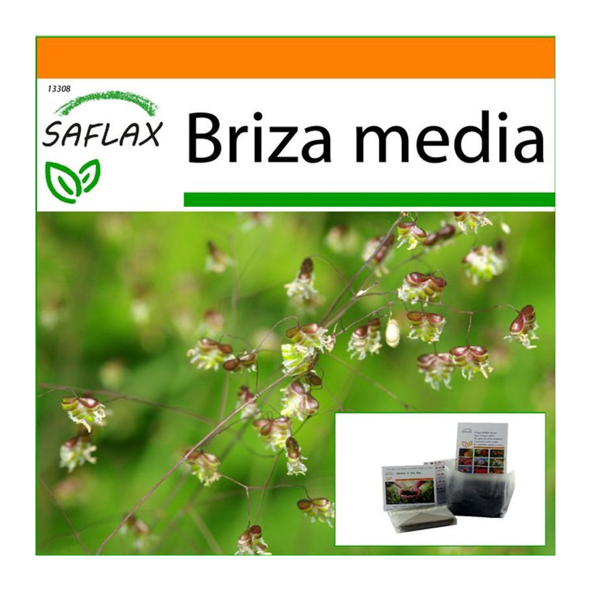 SAFLAX Garden in the Bag Zittergras Briza media mit 75 Samen und Substrat im passenden Standbeutel - Bild 1