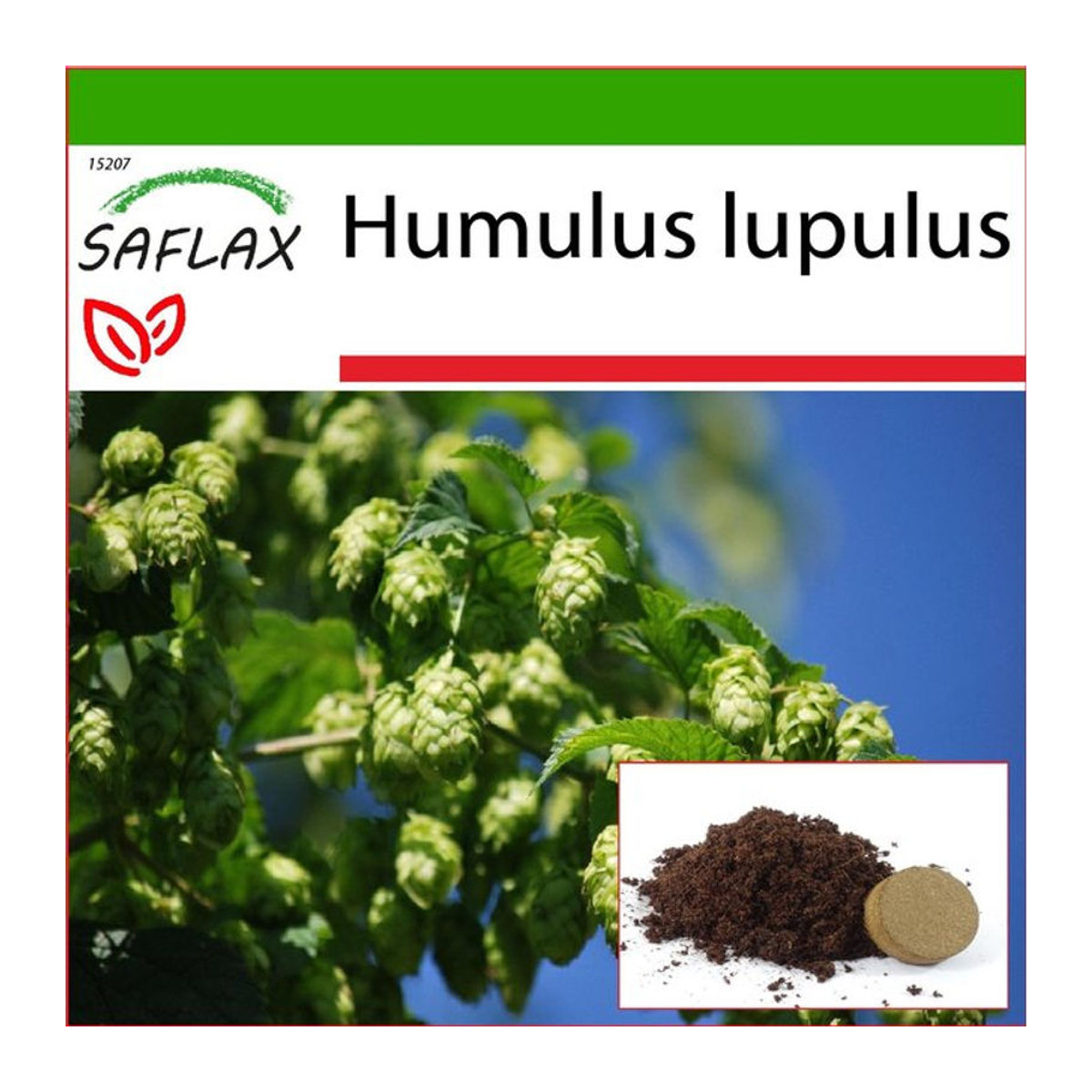 SAFLAX Gemeiner Hopfen Humulus lupulus 50 Samen mit Topfsubstrat - Bild 1
