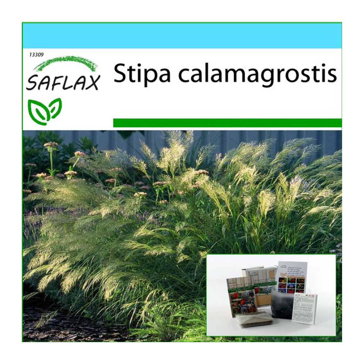 SAFLAX Geschenkset Federgras Fasanenschwanzgras mit 50 Samen, Geschenkbox, Karte, Etikett und Blumenerde Stipa calamagrostis - Bild 1