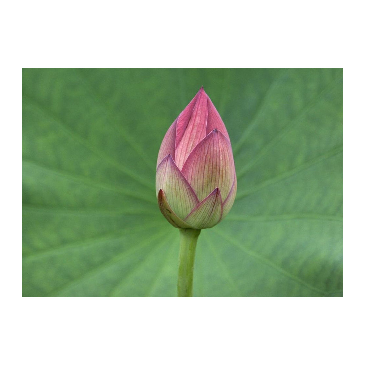 SAFLAX Heiliger Indischer Lotus Nelumbo nucifera 8 Samen - Bild 1