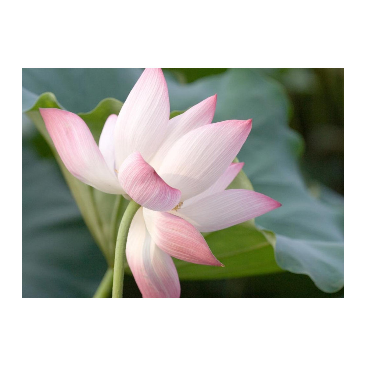 SAFLAX Heiliger Indischer Lotus Nelumbo nucifera 8 Samen - Bild 2