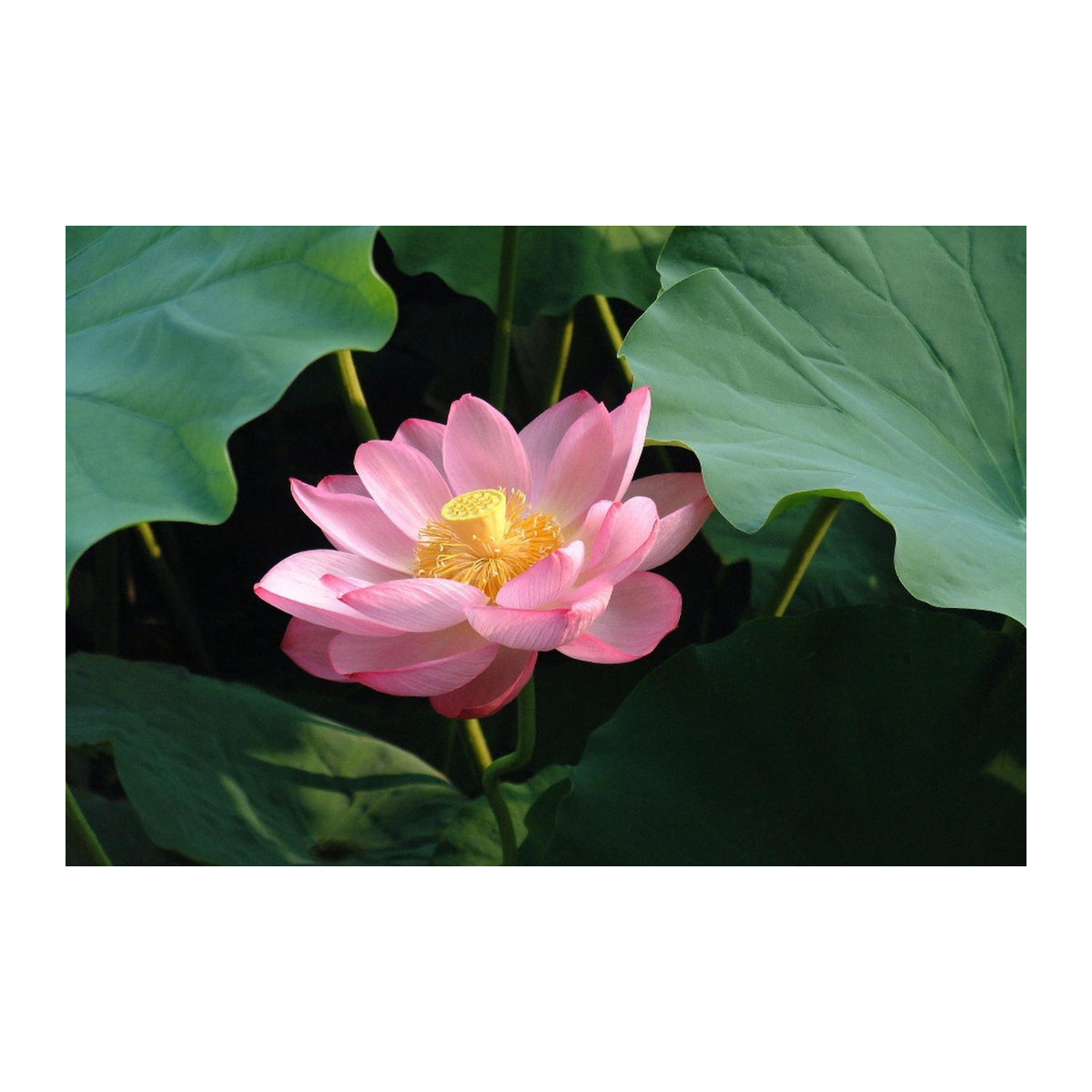 SAFLAX Heiliger Indischer Lotus Nelumbo nucifera 8 Samen - Bild 4
