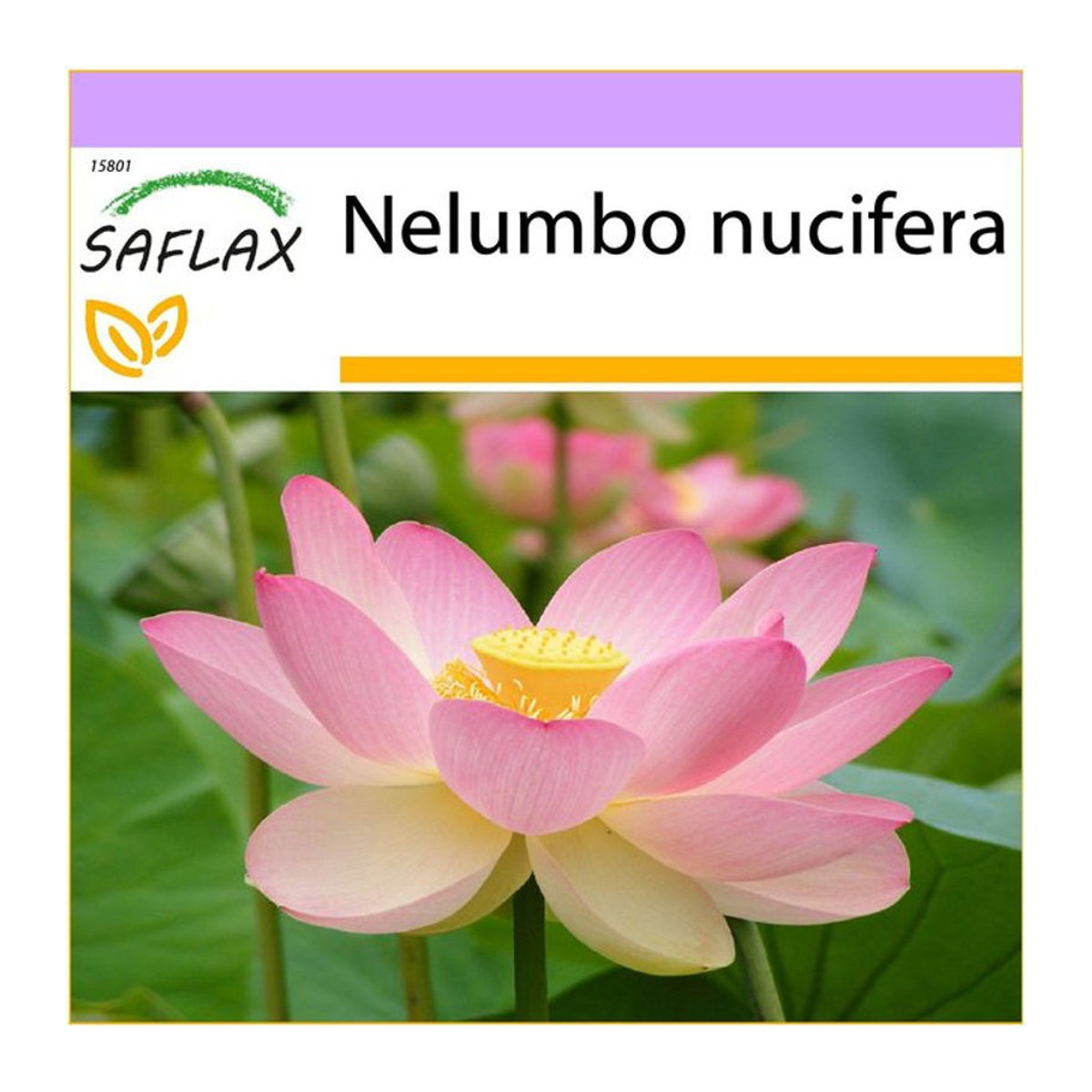 SAFLAX Heiliger Indischer Lotus Nelumbo nucifera 8 Samen - Bild 5