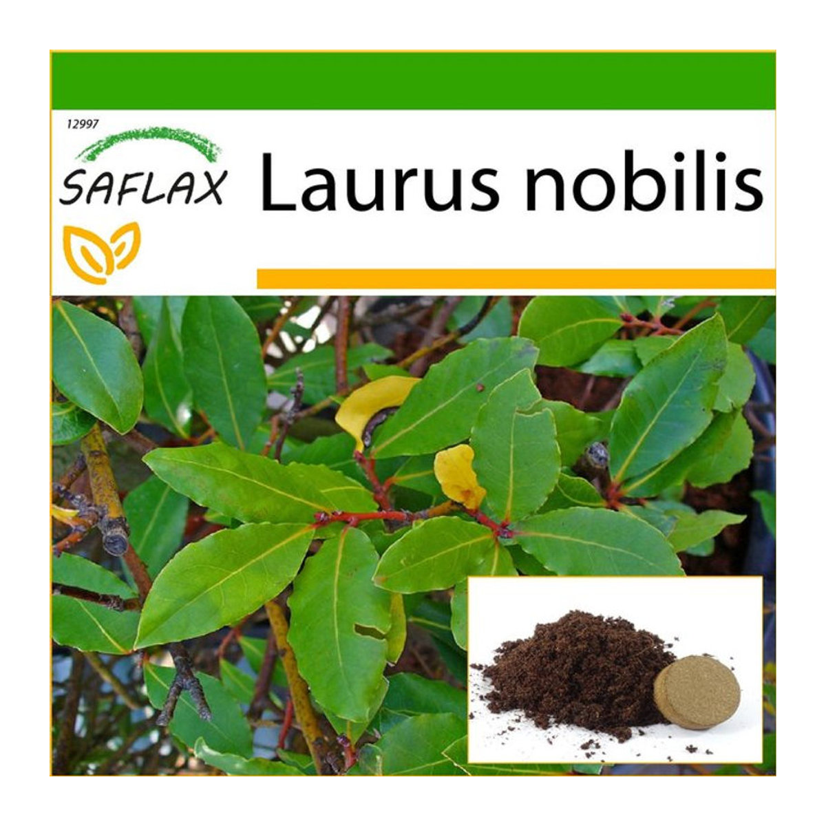 SAFLAX Lorbeerbaum Laurus nobilis mit 6 Samen und Topfsubstrat zur Kultivierung - Bild 1