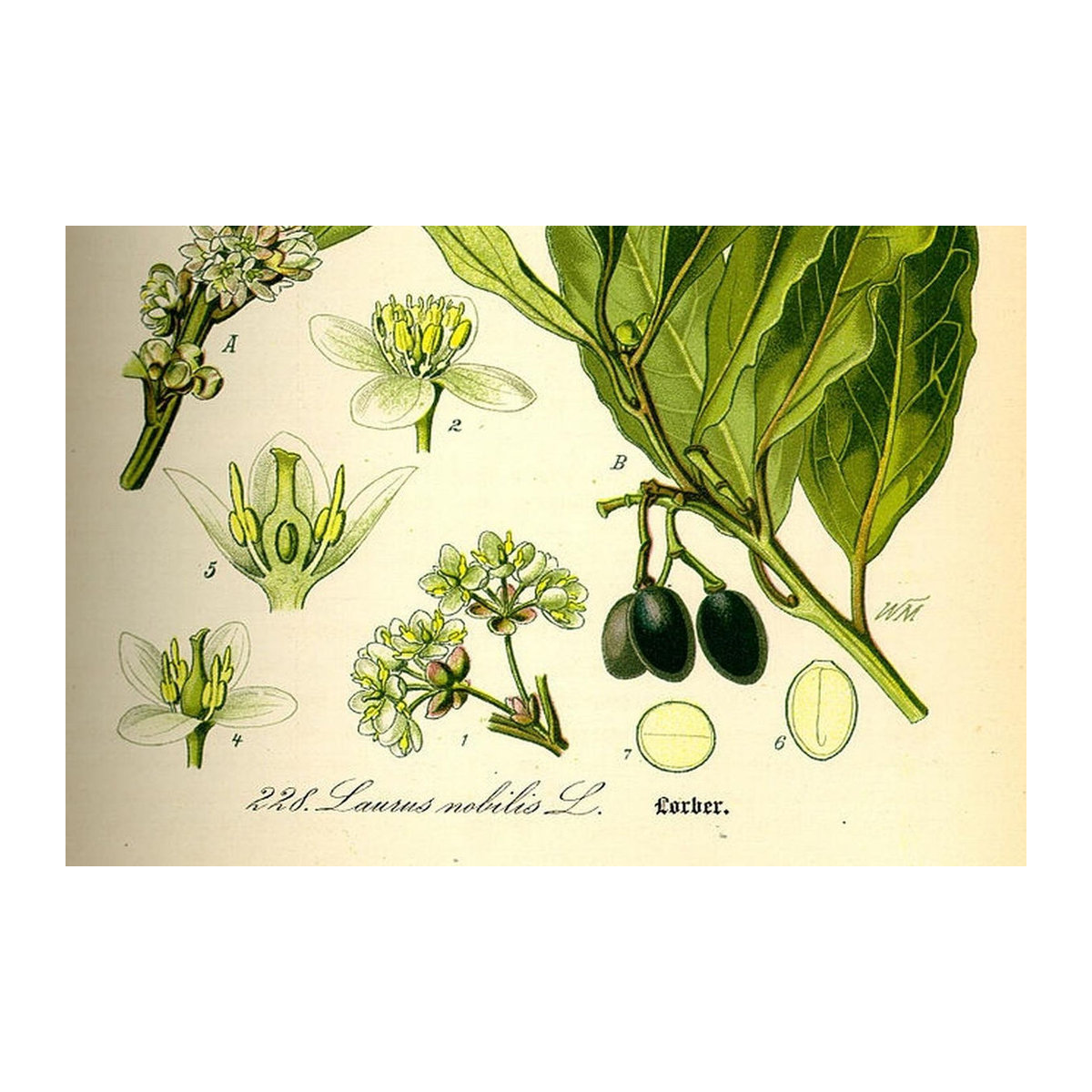 SAFLAX Lorbeerbaum Laurus nobilis mit 6 Samen und Topfsubstrat zur Kultivierung - Bild 3