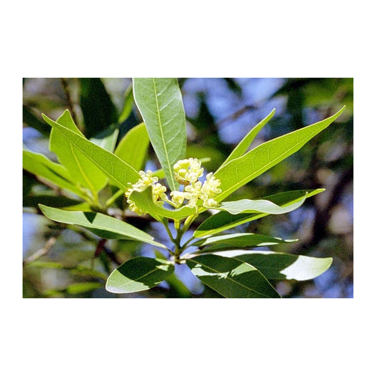 SAFLAX Lorbeerbaum Laurus nobilis mit 6 Samen und Topfsubstrat zur Kultivierung - Bild 4