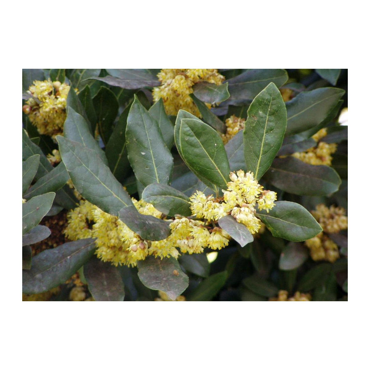 SAFLAX Lorbeerbaum Laurus nobilis mit 6 Samen und Topfsubstrat zur Kultivierung - Bild 5