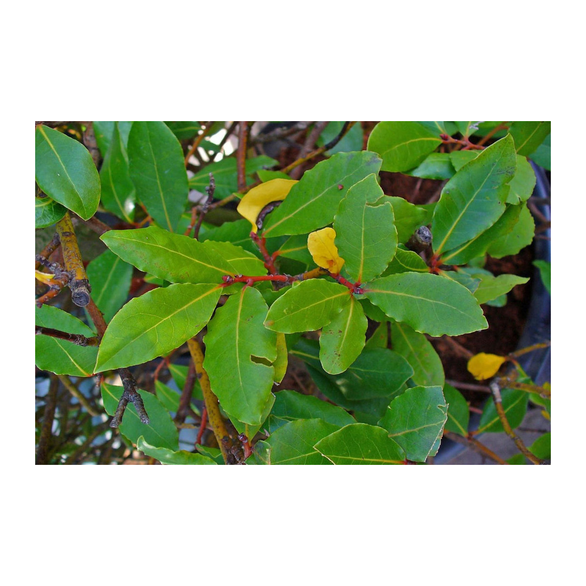 SAFLAX Lorbeerbaum Laurus nobilis mit 6 Samen und Topfsubstrat zur Kultivierung - Bild 6
