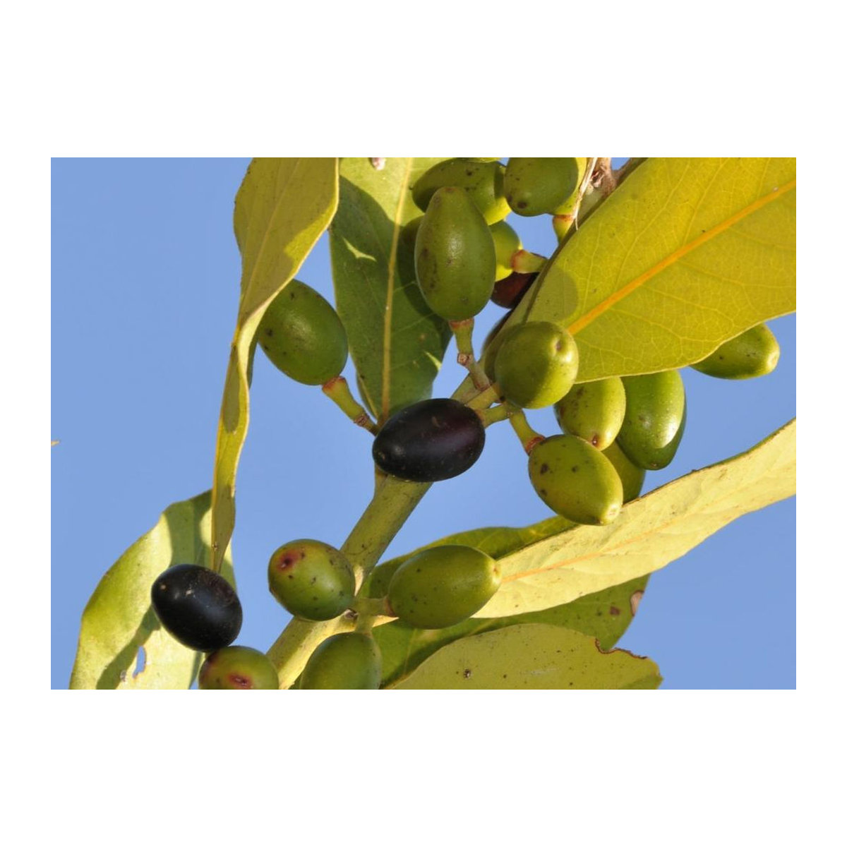 SAFLAX Lorbeerbaum Laurus nobilis mit 6 Samen und Topfsubstrat zur Kultivierung - Bild 7