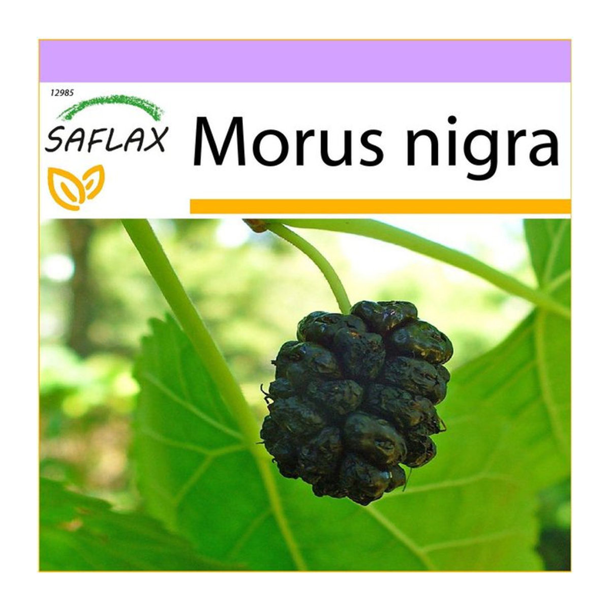SAFLAX Schwarze Maulbeere Morus nigra 200 Samen - Bild 1