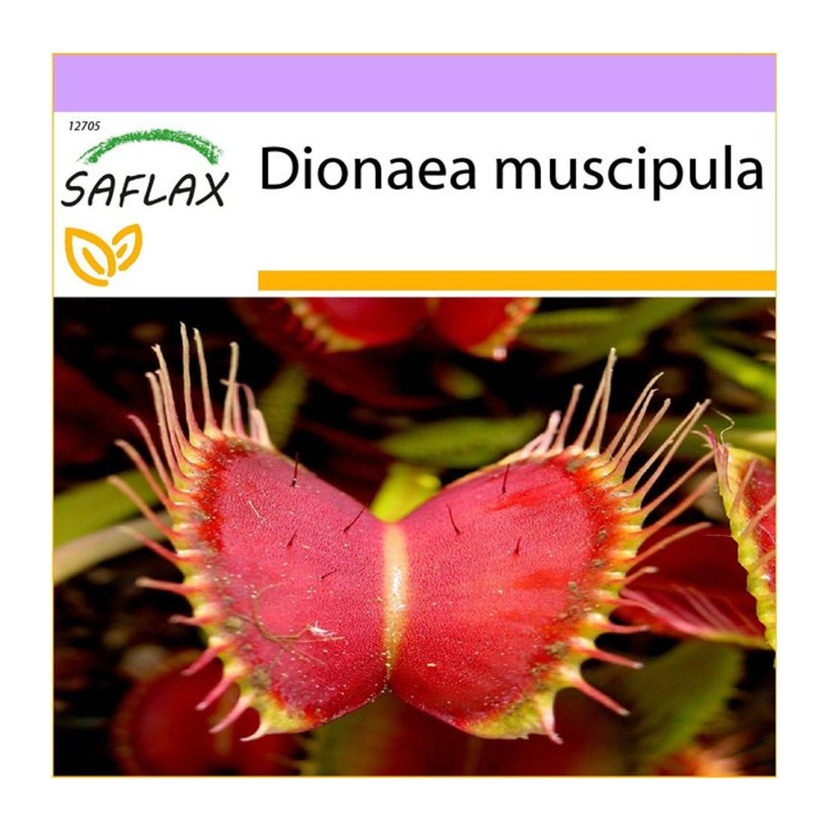 SAFLAX Venusfliegenfalle Dionaea muscipula 10 Samen - Bild 1