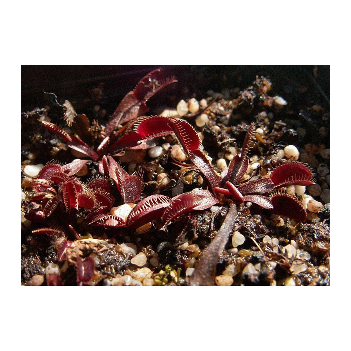 SAFLAX Venusfliegenfalle Dionaea muscipula 10 Samen - Bild 3