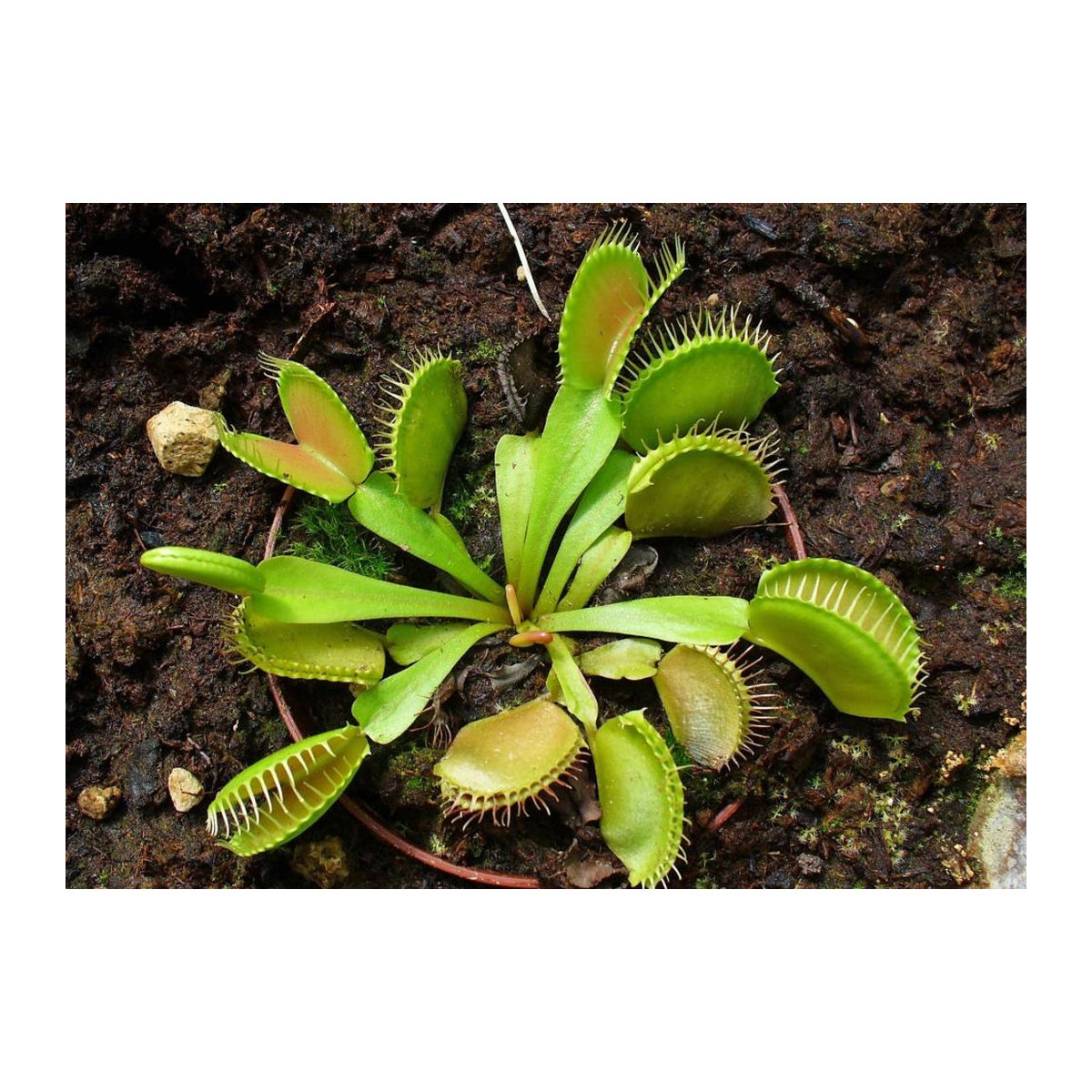 SAFLAX Venusfliegenfalle Dionaea muscipula 10 Samen - Bild 4