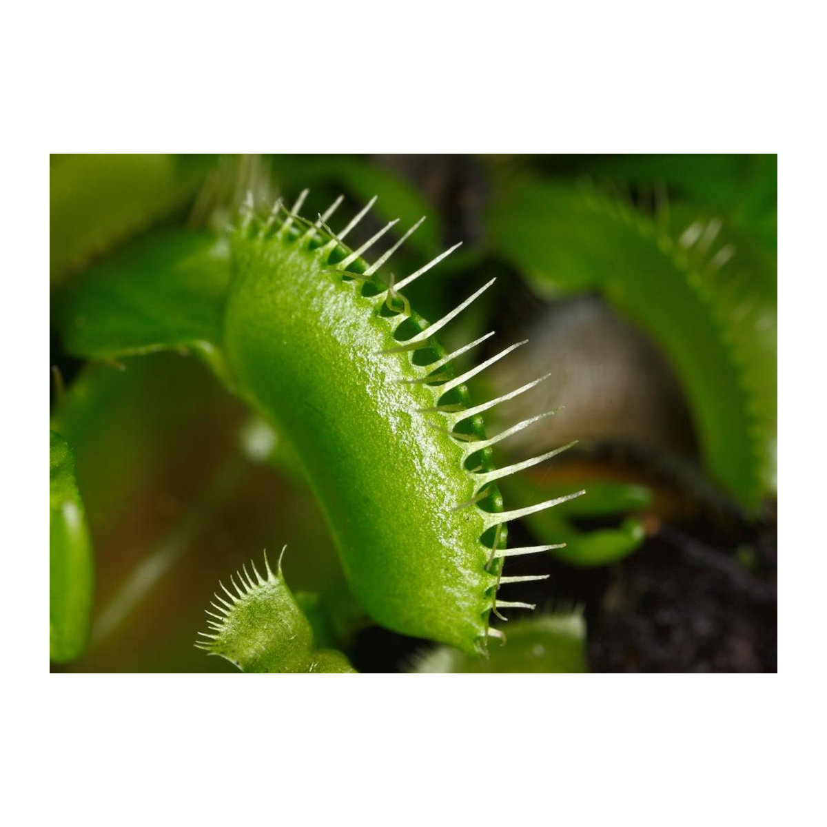 SAFLAX Venusfliegenfalle Dionaea muscipula 10 Samen - Bild 5