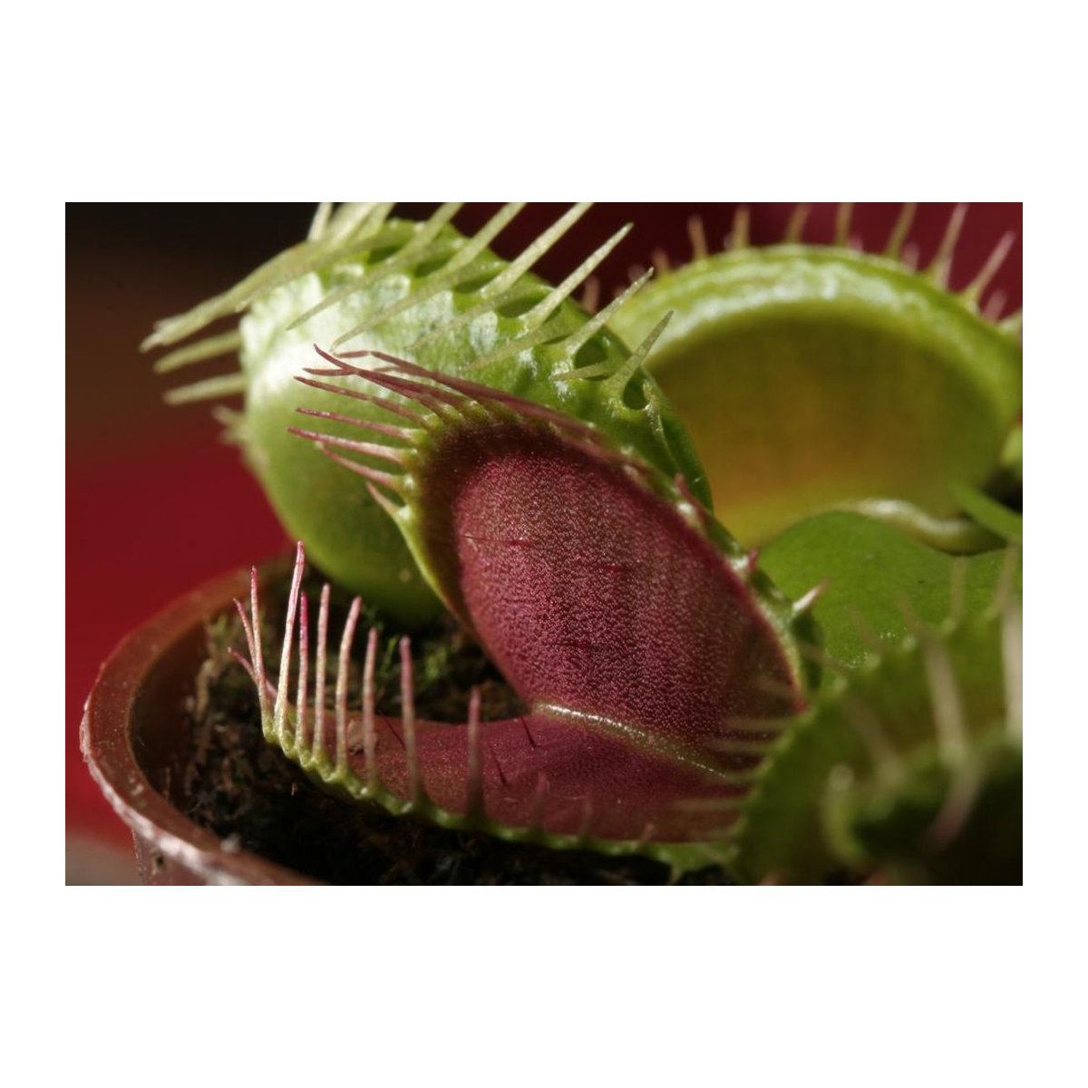 SAFLAX Venusfliegenfalle Dionaea muscipula 10 Samen - Bild 6