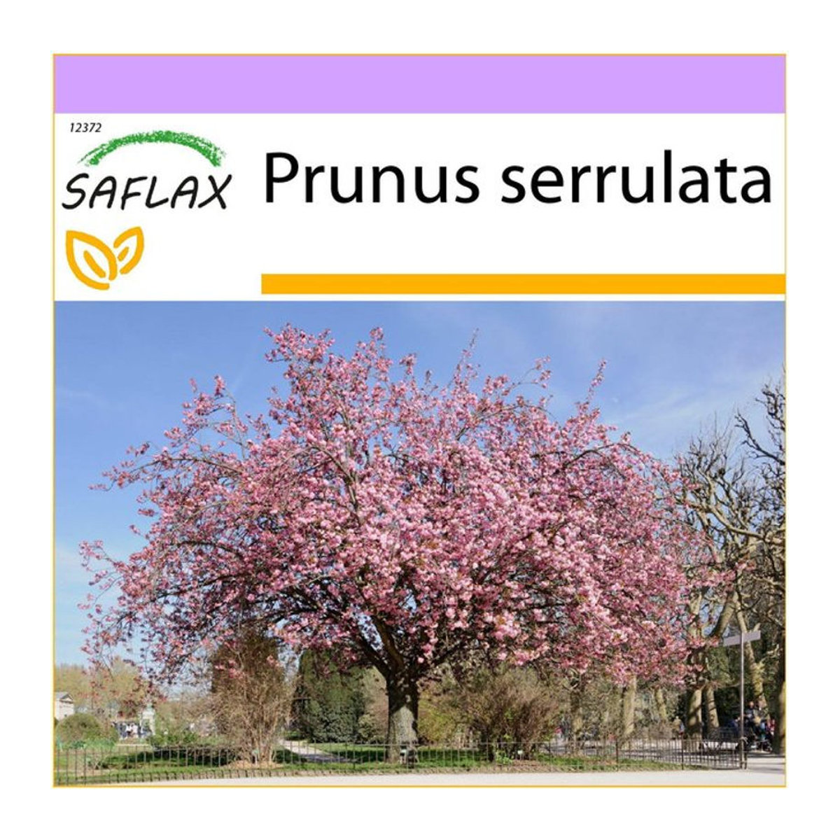SAFLAX Wilde Schwarzkirsche Prunus serrulata 30 Samen - Bild 1
