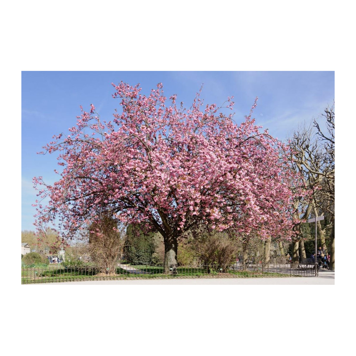 SAFLAX Wilde Schwarzkirsche Prunus serrulata 30 Samen - Bild 2