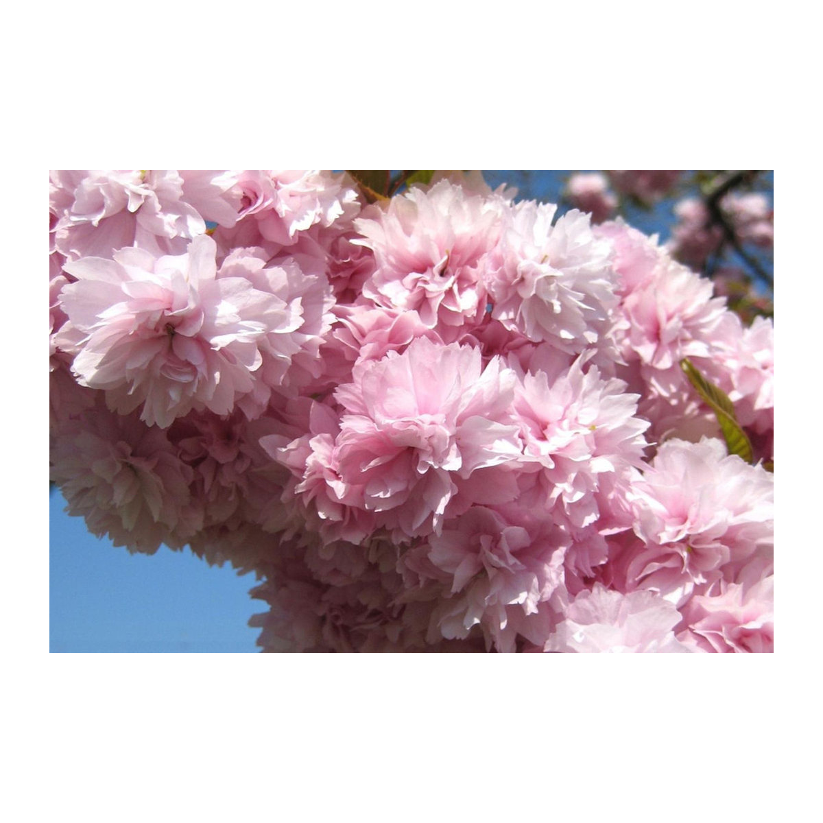 SAFLAX Wilde Schwarzkirsche Prunus serrulata 30 Samen - Bild 3