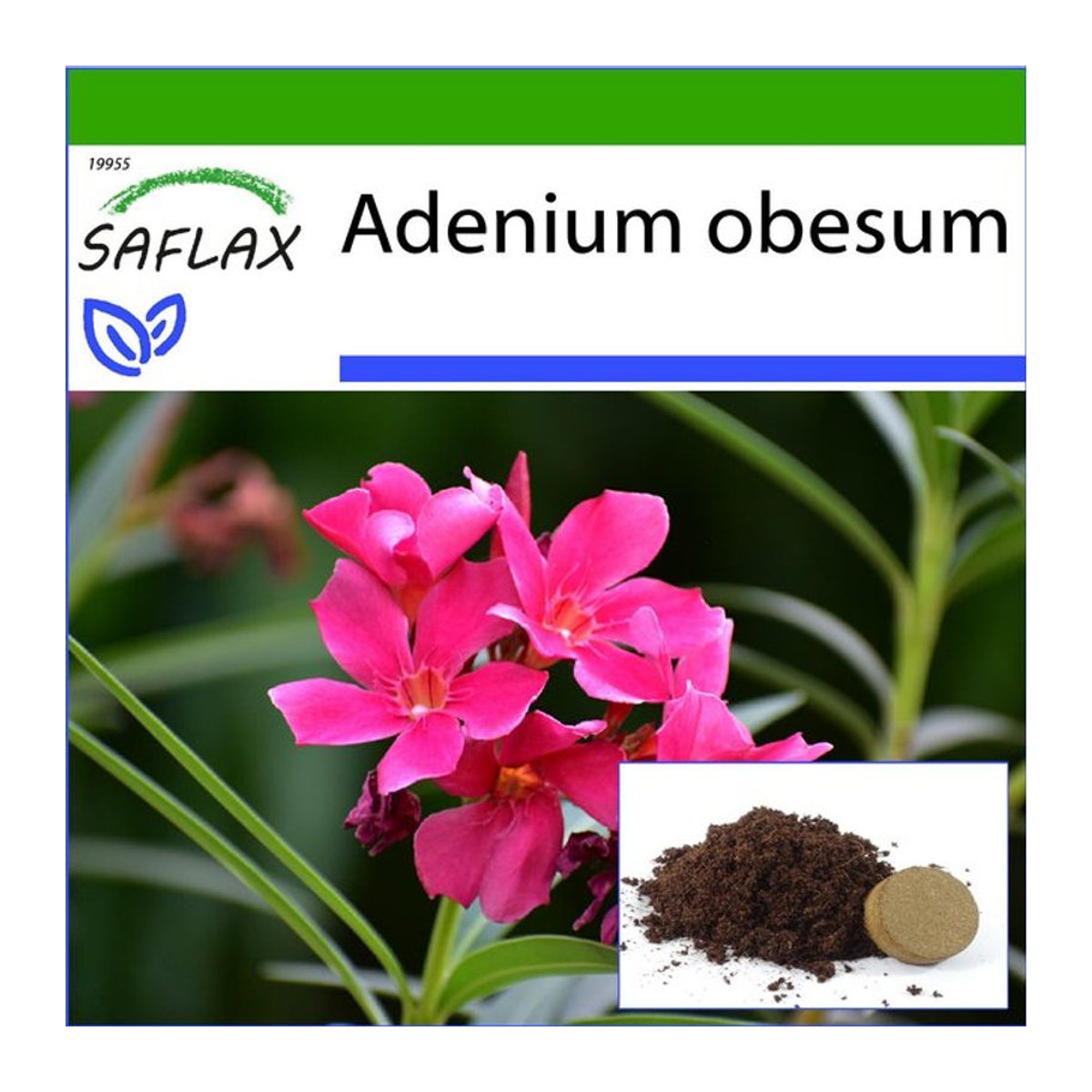 SAFLAX Wüstenrose Adenium obesum Set mit 8 Samen und Topfsubstrat - Bild 1