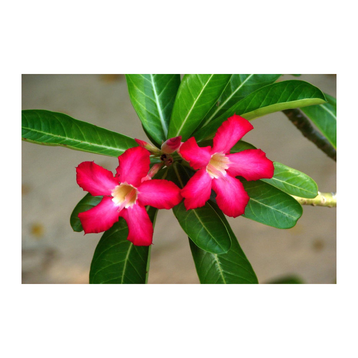 SAFLAX Wüstenrose Adenium obesum Set mit 8 Samen und Topfsubstrat - Bild 3