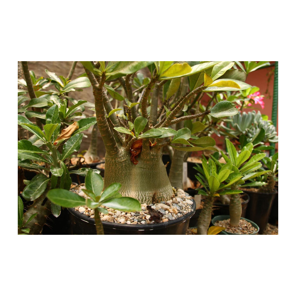 SAFLAX Wüstenrose Adenium obesum Set mit 8 Samen und Topfsubstrat - Bild 4