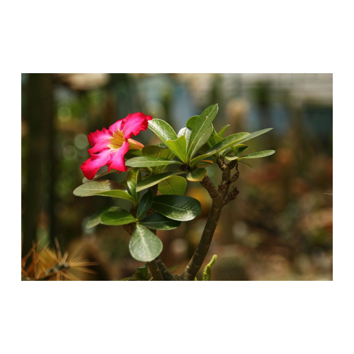 SAFLAX Wüstenrose Adenium obesum Set mit 8 Samen und Topfsubstrat - Bild 5
