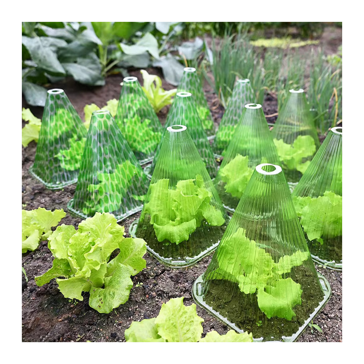 Schutzhülle für Gemüse im Garten mit Schneckenkragen und Sämlingskappen für das Mini Gewächshaus - Bild 2