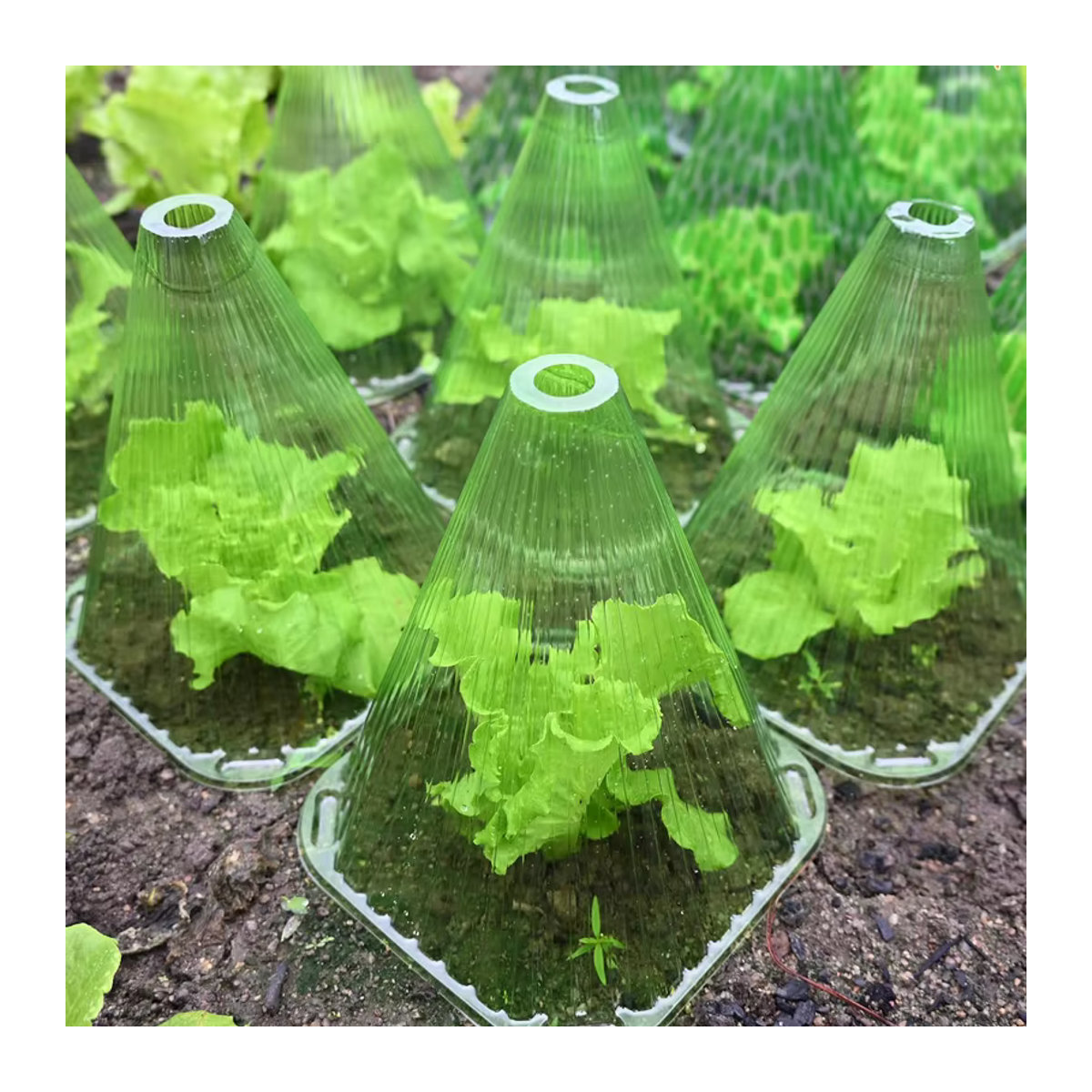Schutzhülle für Gemüse im Garten mit Schneckenkragen und Sämlingskappen für das Mini Gewächshaus - Bild 4