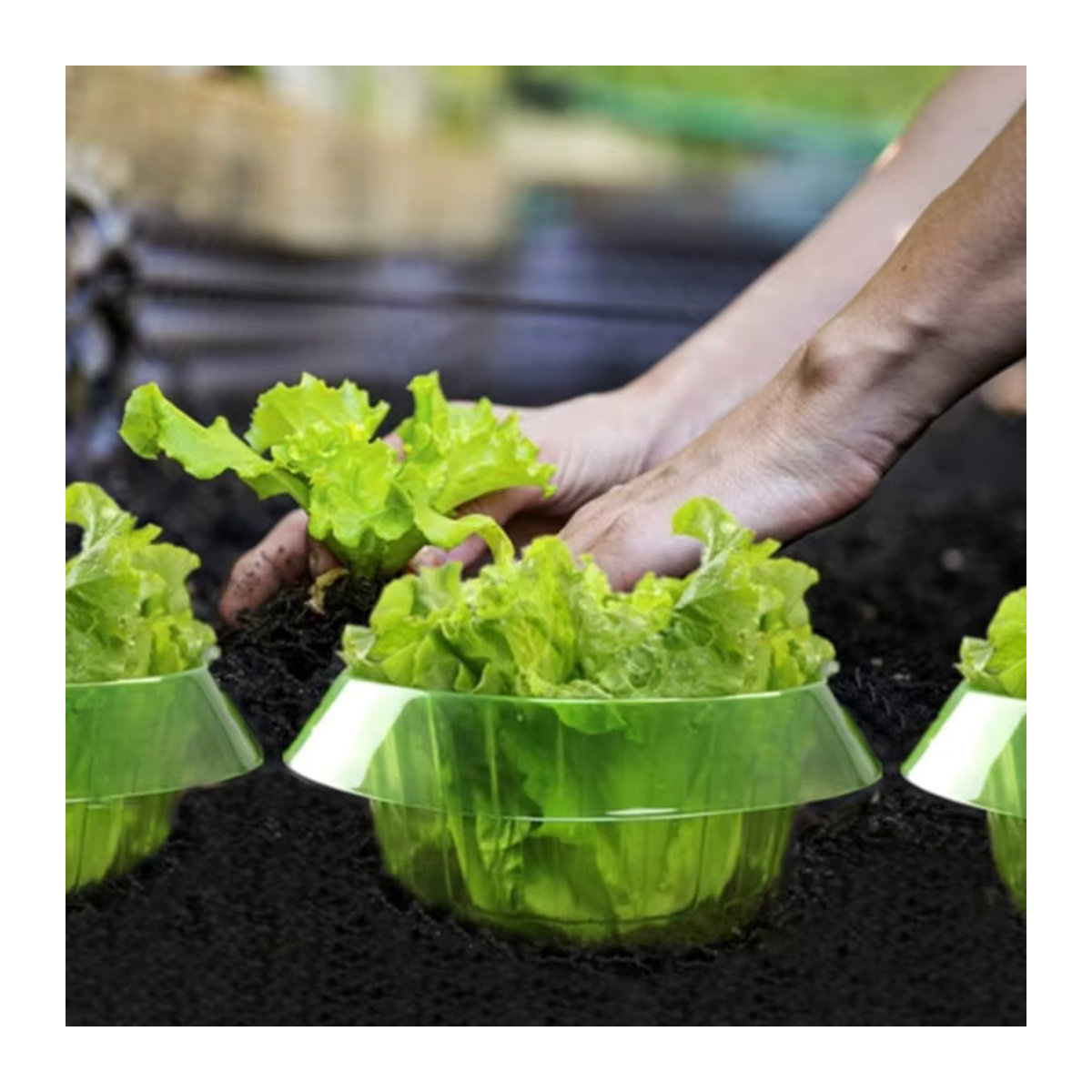 Schutzhülle für Gemüse im Garten mit Schneckenkragen und Sämlingskappen für das Mini Gewächshaus - Bild 6