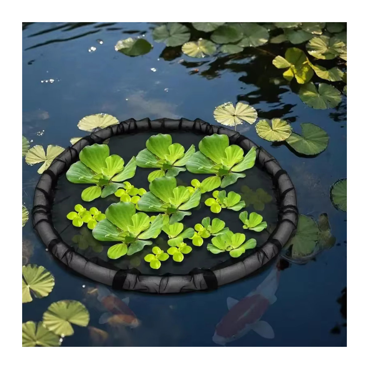 Schwarzes Mesh-Pflanzenschutznetz als schwimmende Insel für Teichpflanzen zur Sonnenschutz- und Belüftungsschutzfunktion - Bild 5