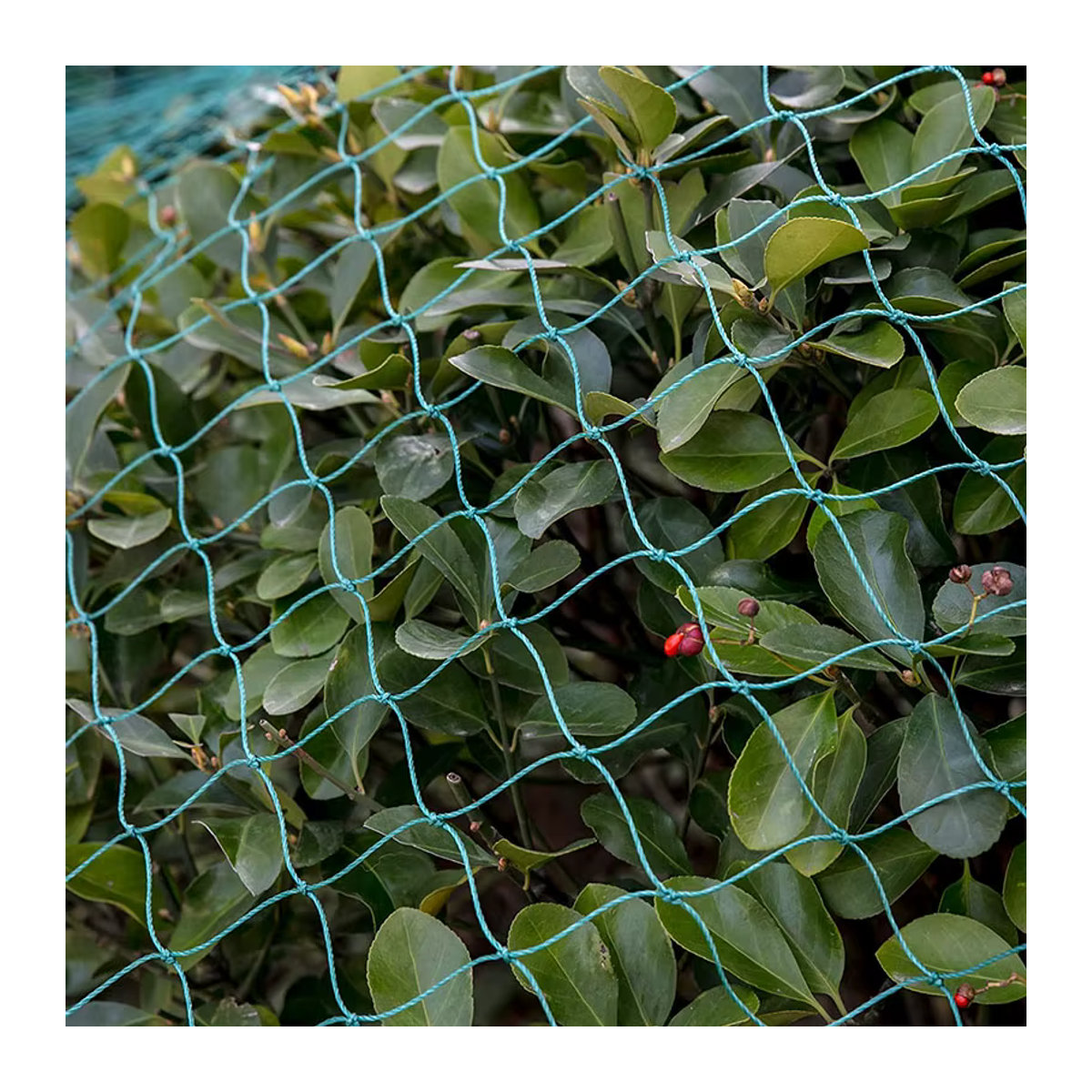 Schweres Anti-Vogel-Netz als Hofzaunnetz und Hühnernetz zum Schutz von Gartenpflanzen, Obstbäumen und Gemüse - Bild 3