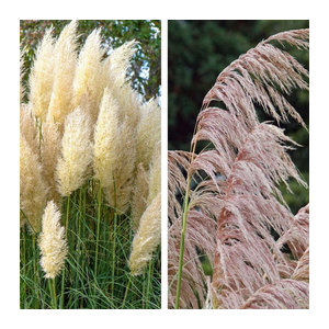 Set aus 2 Pampasgräsern in Rosa und Weiß von Mein schöner Garten Shop zur Dekoration