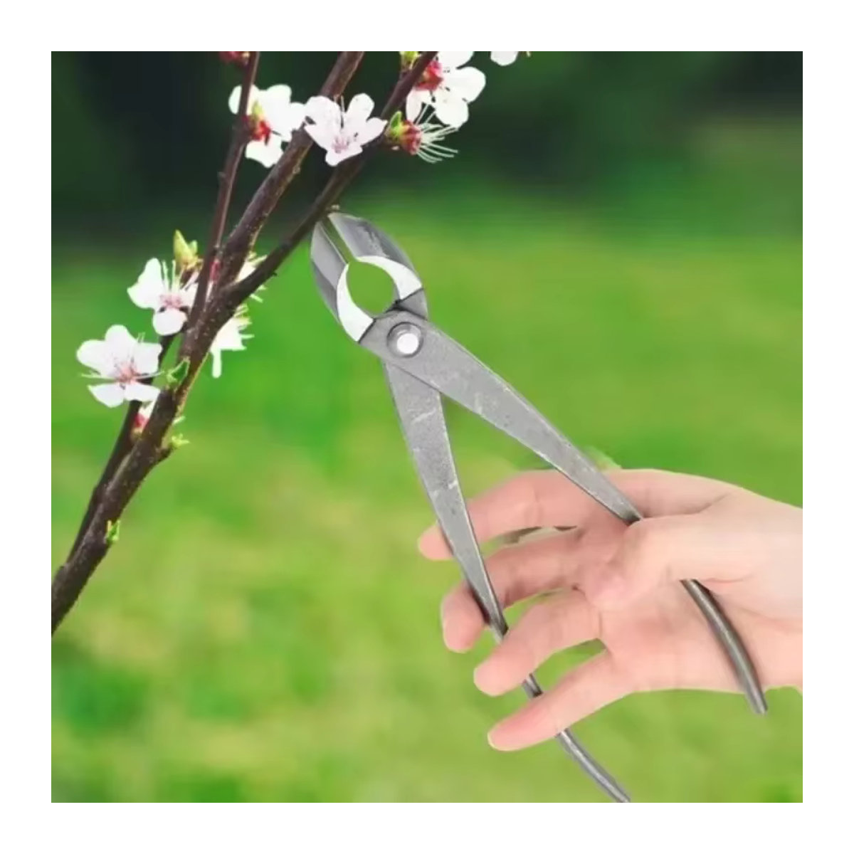 SUITU Bonsai-Styling-Werkzeug-Set mit diagonaler Gartenschere und Gabel-Astschere - Bild 2